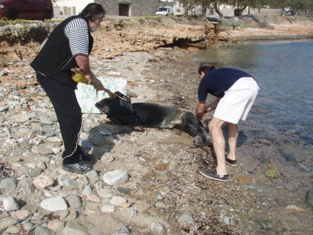 Σύρος: Χορήγησαν αντιβίωση στη φώκια για να επουλωθούν τα τραύματα της (βίντεο)